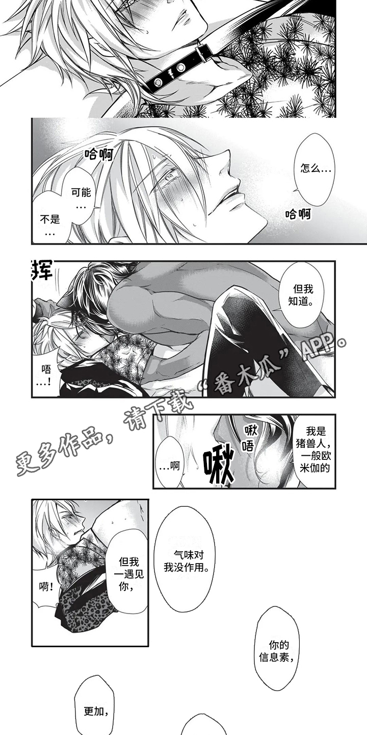 猪猪阿婆漫画,第20章：命定伴侣4图